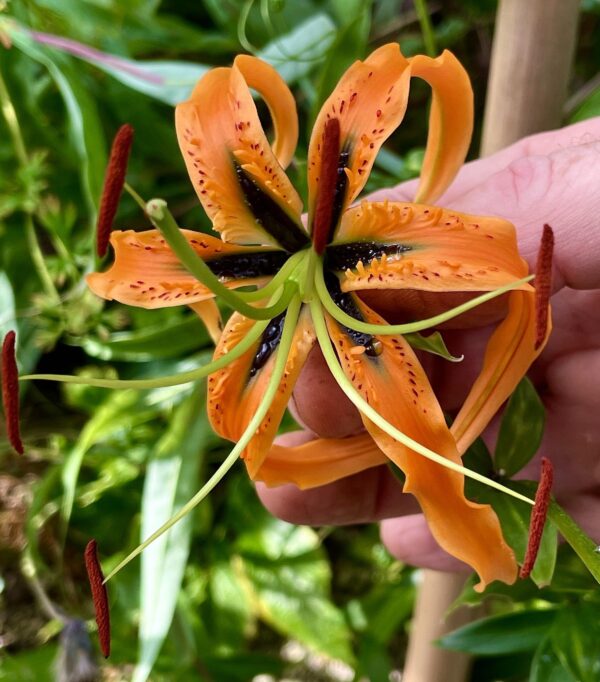 Lilium rosthornii, black centre selects