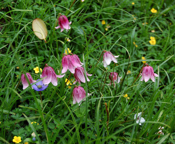 Lilium yapingense W/O-5027
