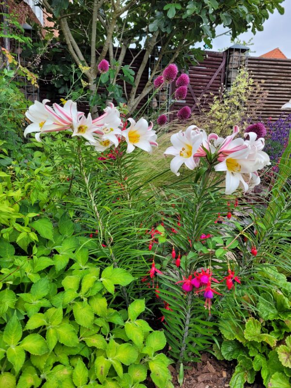 Lilium regale