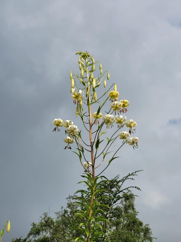 Lilium taliense (jinfushanense)