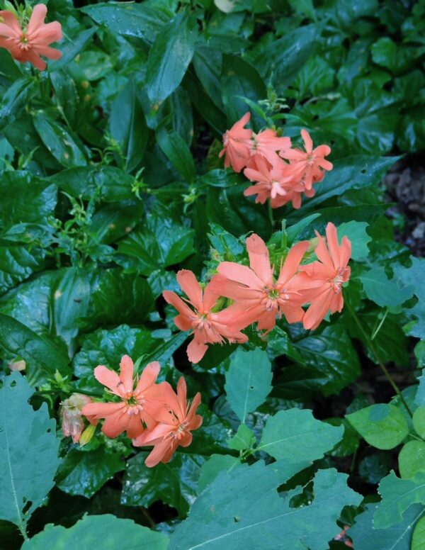 Lychnis fulgens W/O-5028