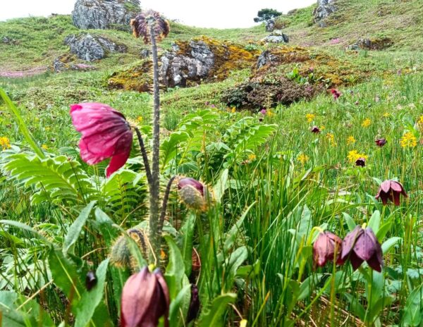 Meconopsis sp. mxd. W/O-4015
