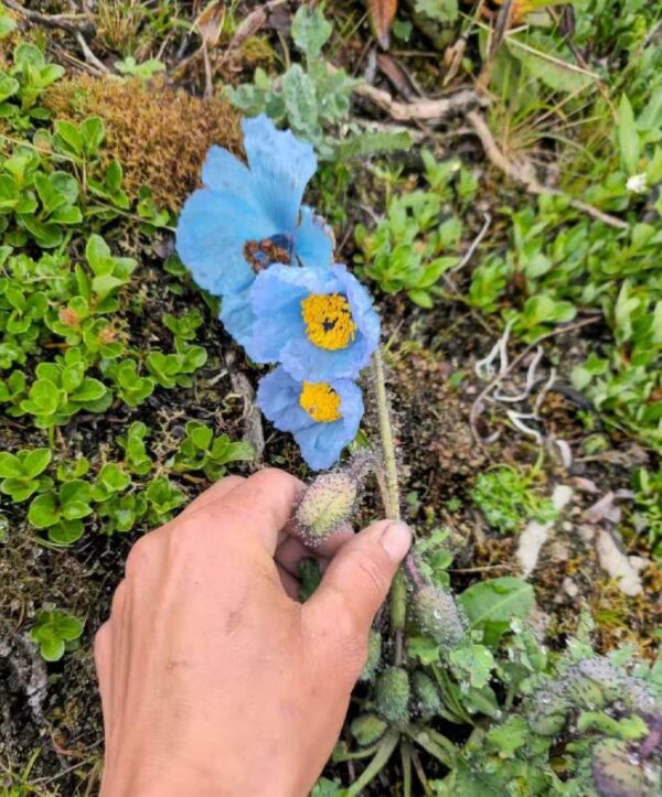 Meconopsis aff. bijiangensis W/O-5029