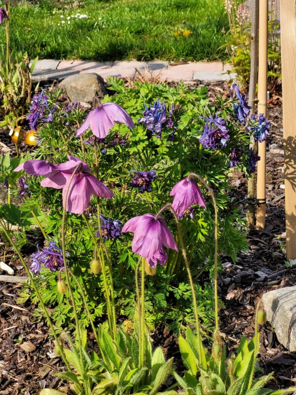 Meconopsis x cookei F1/F2