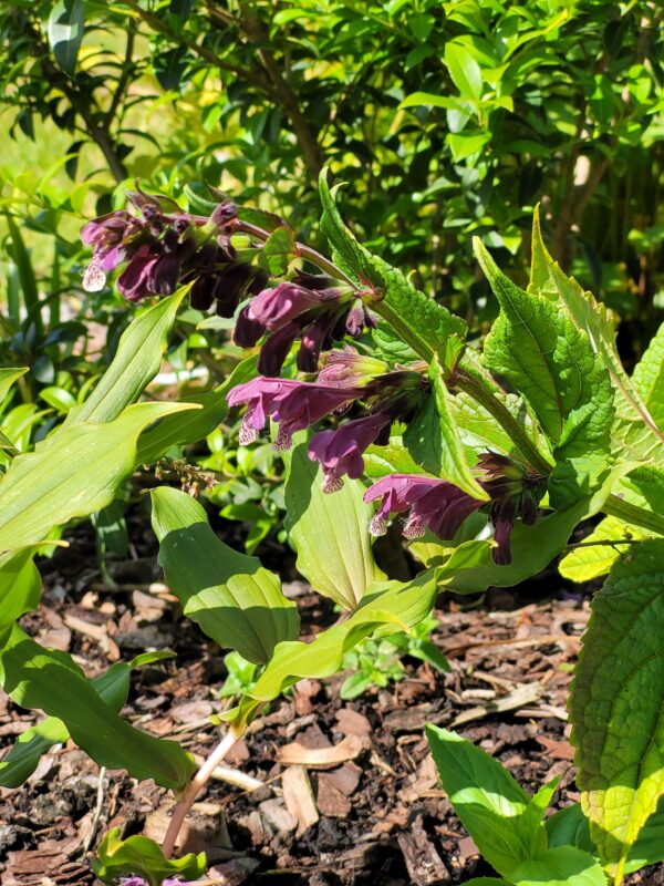 Meehania henryi W/O-3020