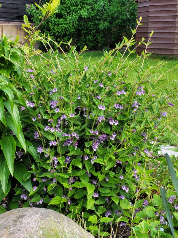 Meehania fargesii v. radicans W/O-3002