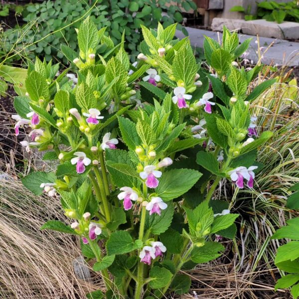 Melittis melissophyllum