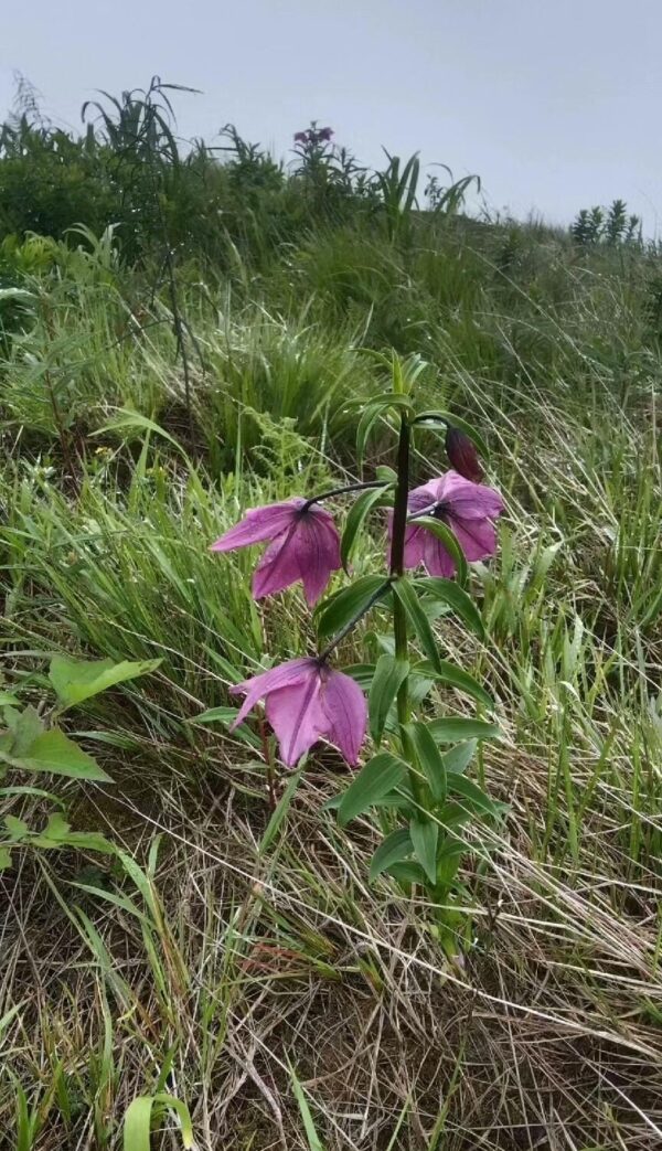 Nomocharis aperta W/O-5031