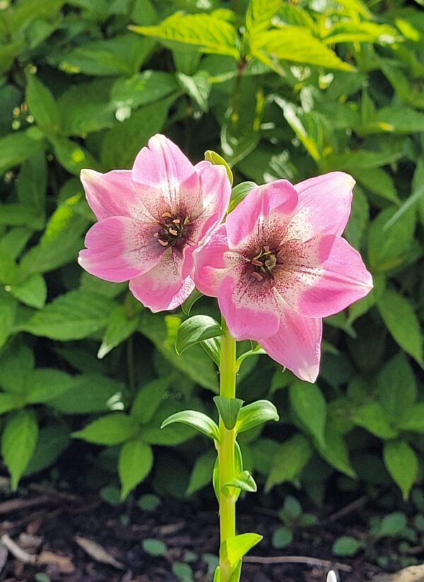 Nomocharis saluenensis W/O-4008