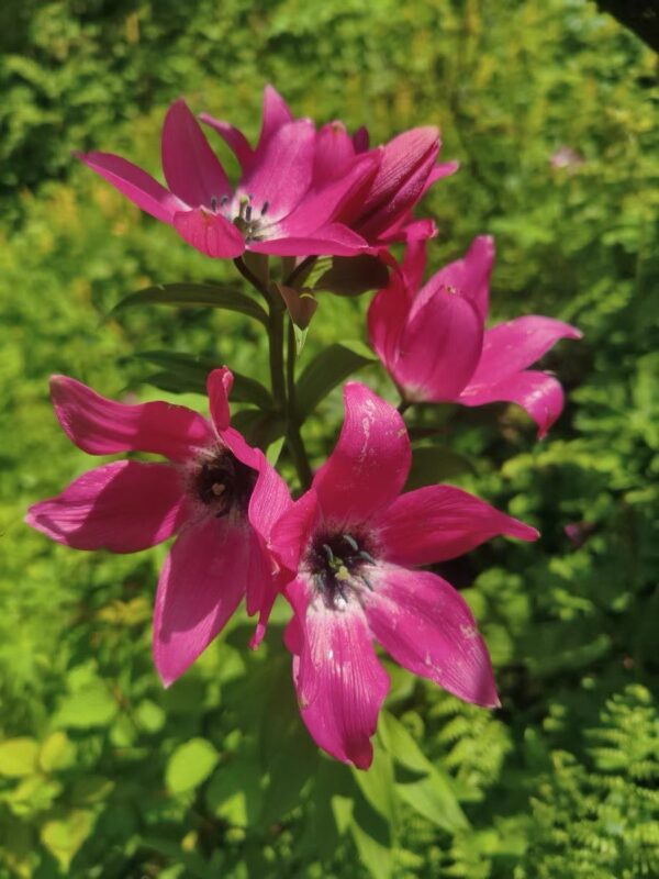 Nomocharis saluenensis W/O-5032