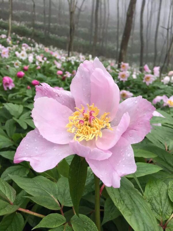 Paeonia mairei W/O-5034