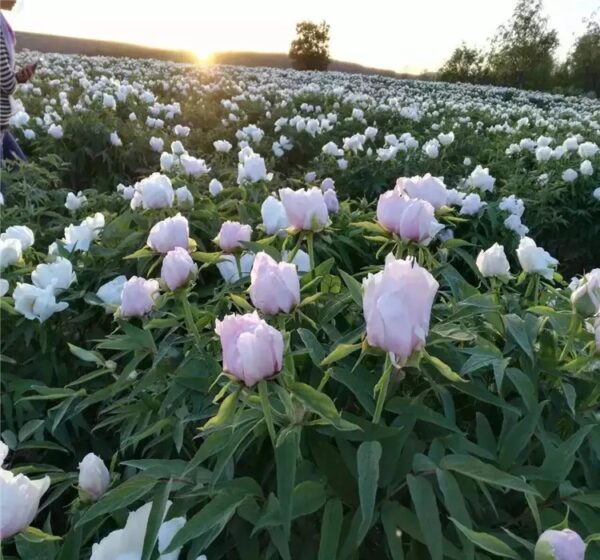 Paeonia ostii 'Feng Dan' W/O-5036