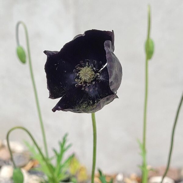Papaver macrostomum 'Black Magic'
