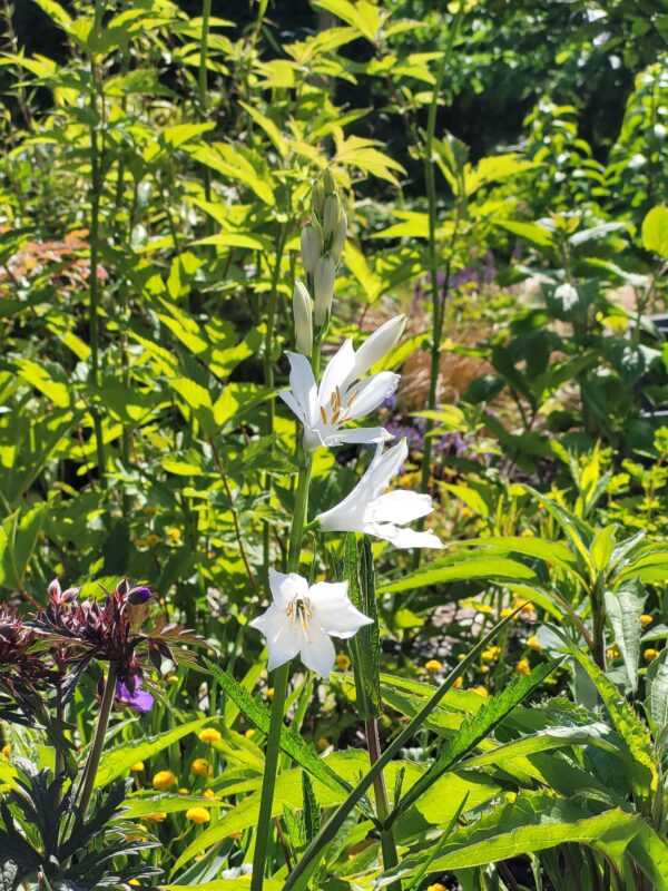 Paradisea liliastrum