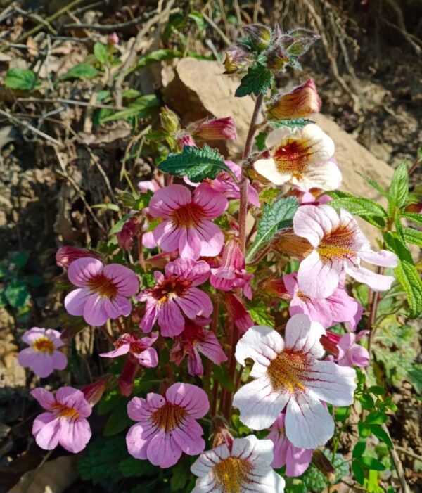 Rehmannia chingii (received as) W/O-4018