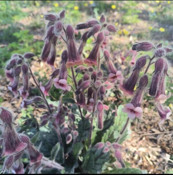 Rehmannia glutinosa W/O-5037