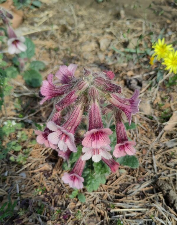 Rehmannia glutinosa W/O-5038