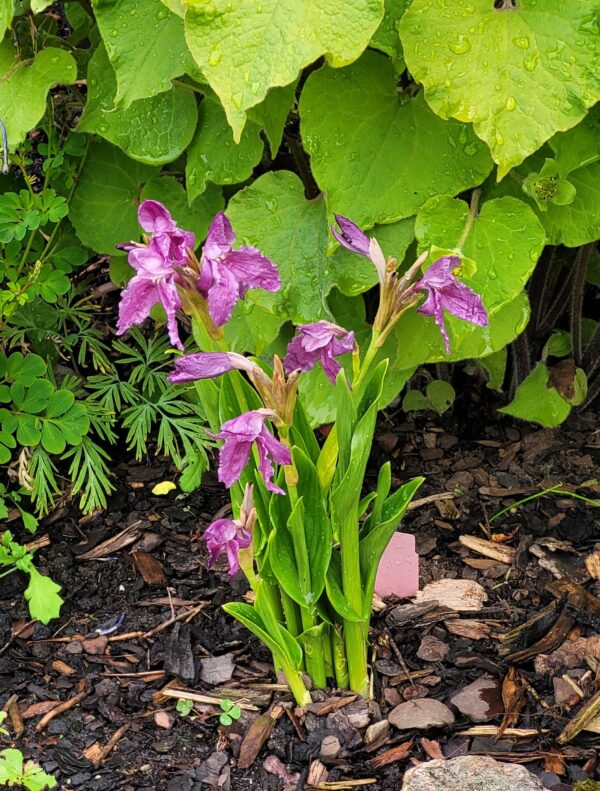 Roscoea cautleyoides mxd.