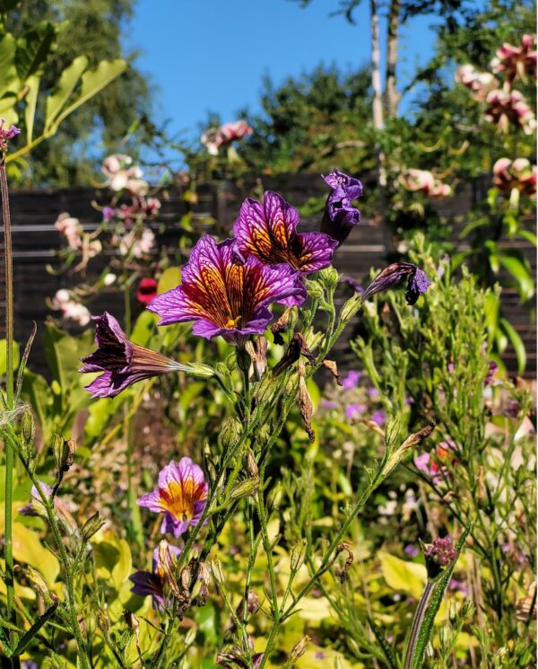 Salpiglossis sinuata
