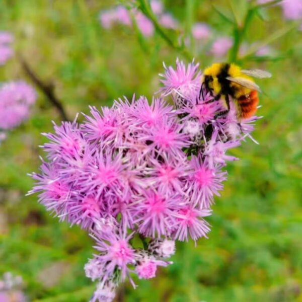 Saussurea aff. japonica W/O-4009