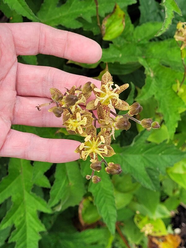 Tricyrtis latifolia