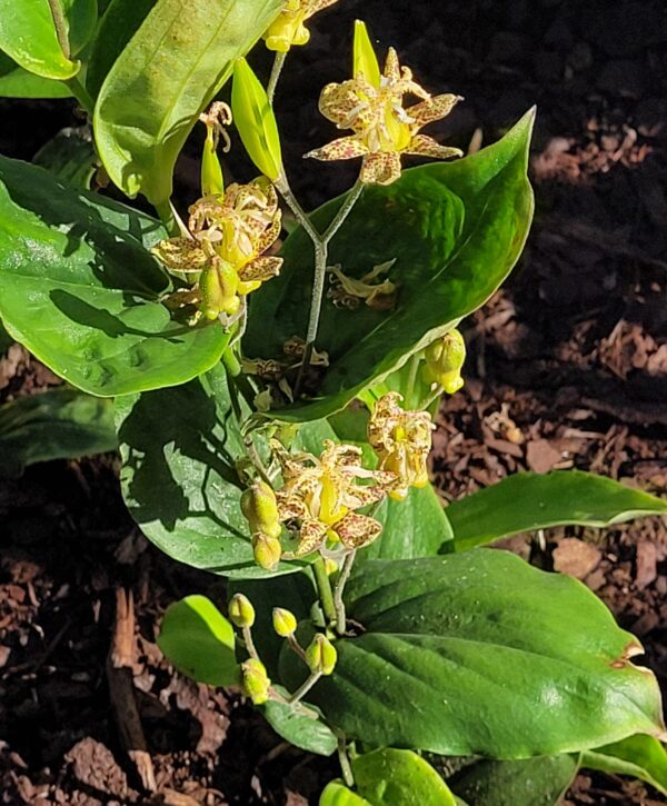 Tricyrtis puberula W/O-4010