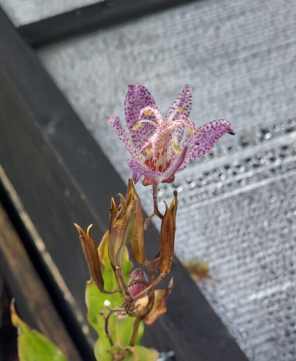 Tricyrtis ravenii PBR351