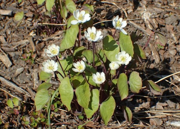 Jeffersonia diphylla