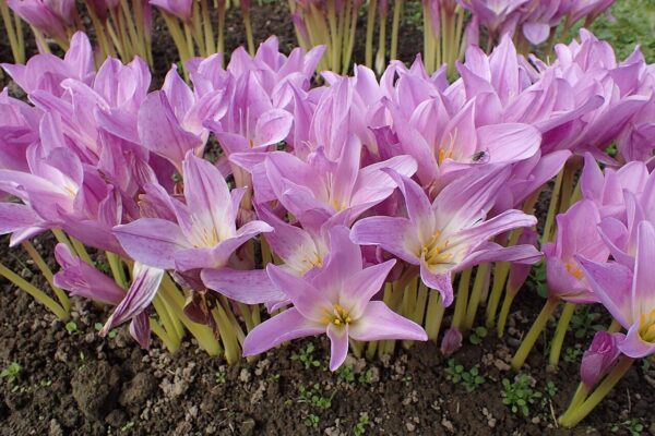 Colchicum bornmuelleri