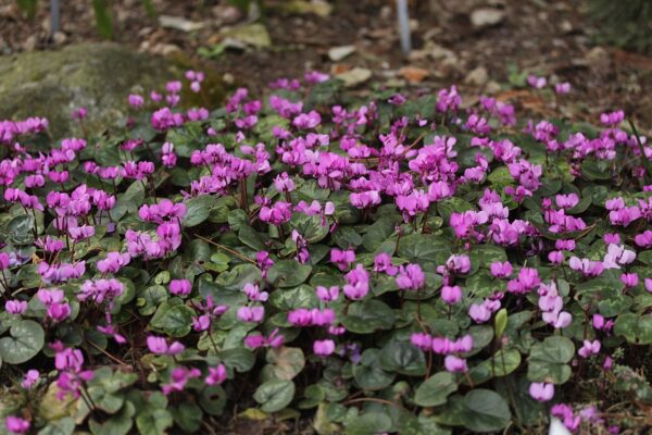 Cyclamen coum