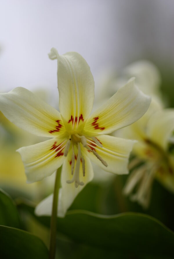 Erythronium oregonum