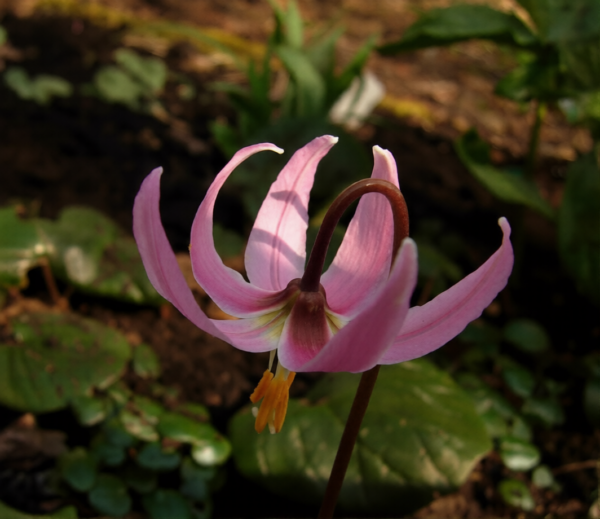Erythronium revolutum