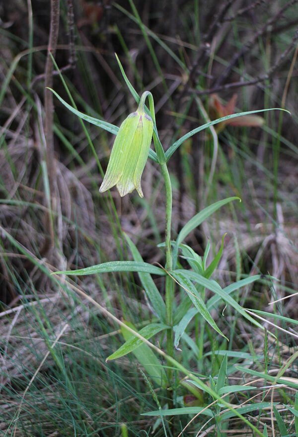 Fritillaria taipaiensis