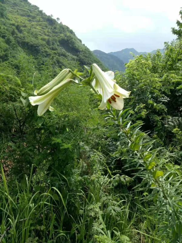 Lilium sp., white trumpet W/O-0138