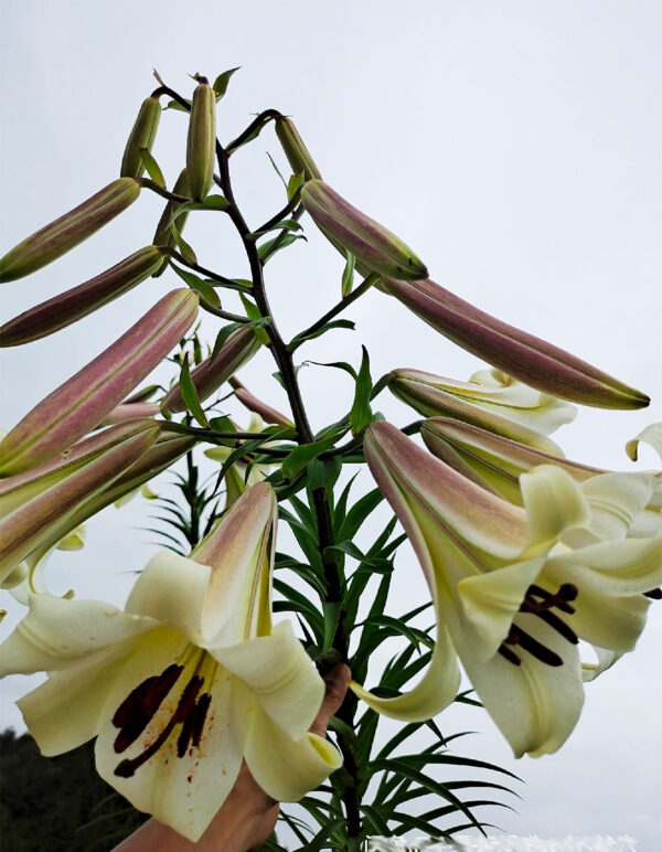 Lilium sp., white trumpet W/O-0139