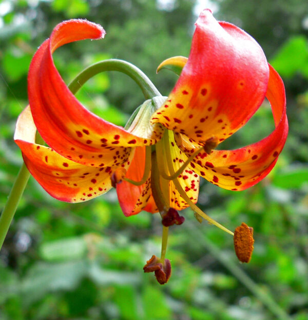 Lilium pardalinum ssp. pitkinense