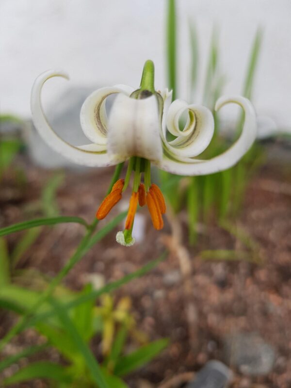 Lilium matangense BO-16-065