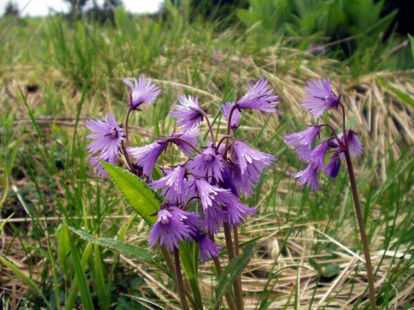 Soldanella alpina