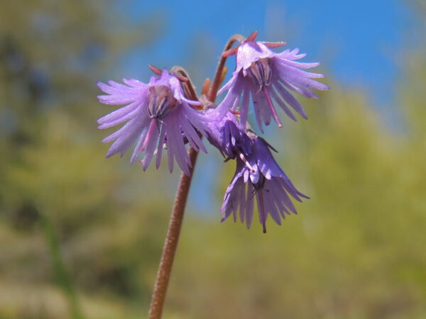 Soldanella hungarica