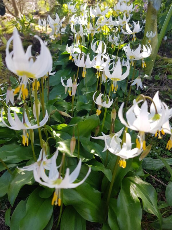 Erythronium elegans