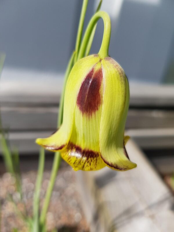 Fritillaria acmopetala