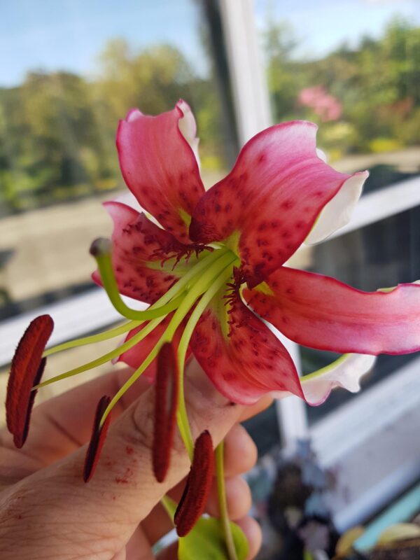 Lilium speciosum var. gloriosoides, "red" mainland form
