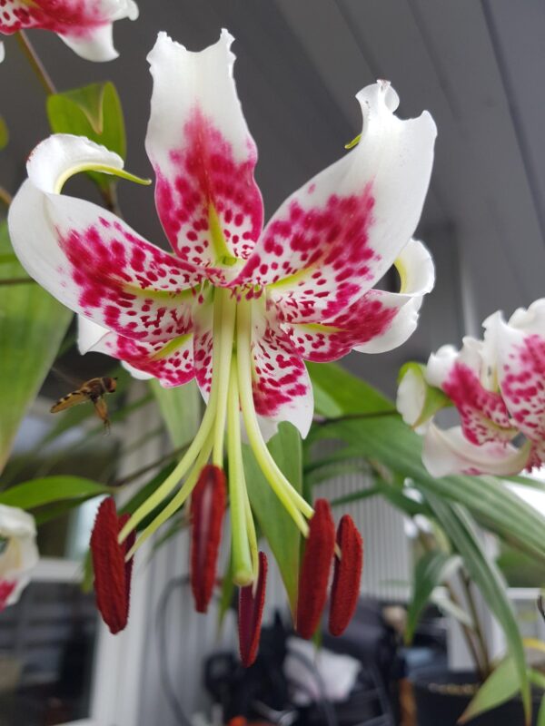 Lilium speciosum var. gloriosoides (Taiwan form)