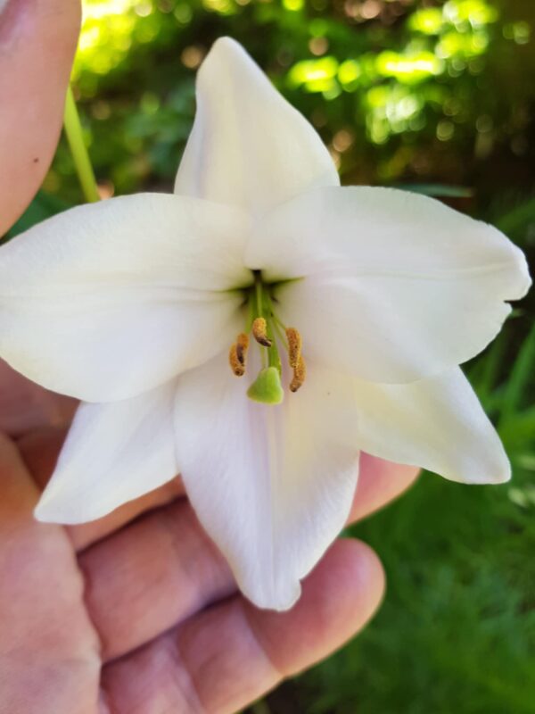 Lilium mackliniae (white flowered/type form)
