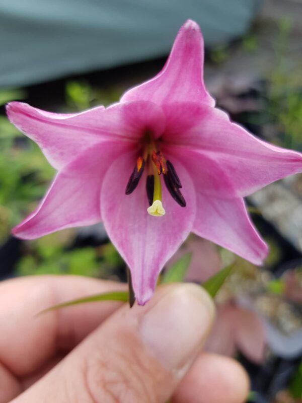 Lilium mackliniae, Naga (dark) form (II)