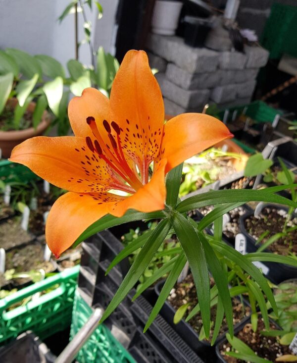 Lilium maculatum "var. alpinum"