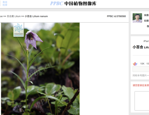 Lilium nanum (Tibet: Galung La)