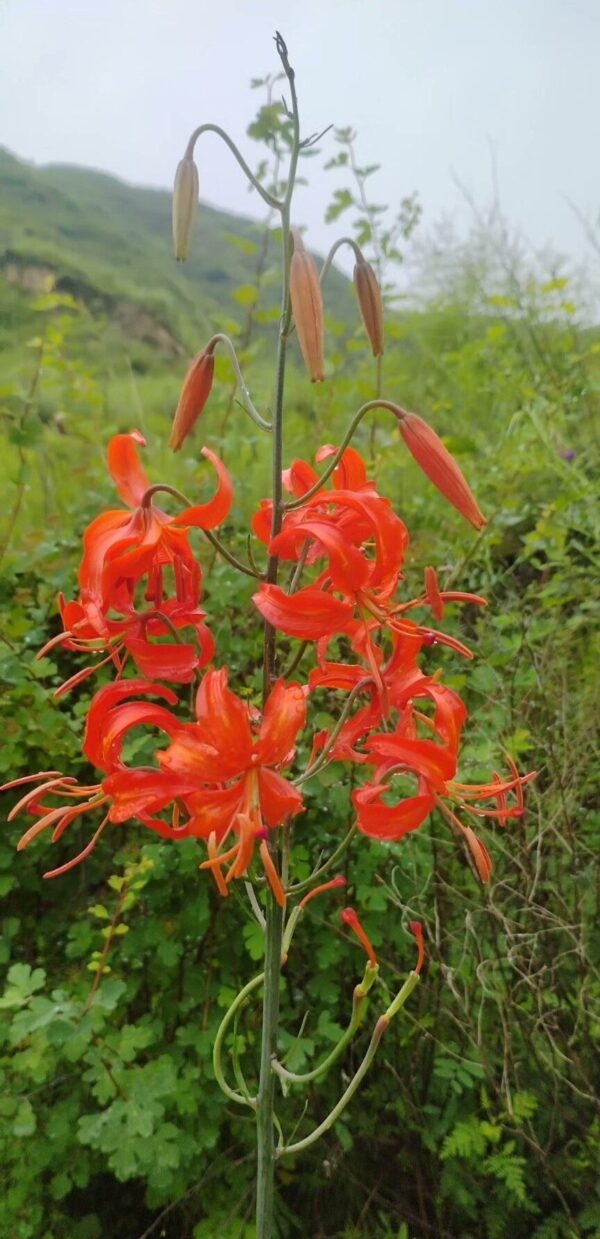 Lilium pumilum W/O-5042
