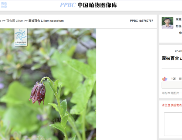 Lilium saccatum (Tibet: Galung La)