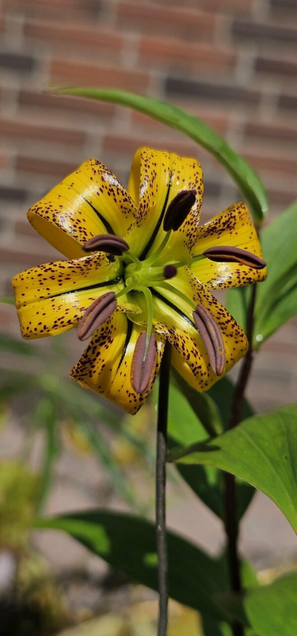 Lilium tenii